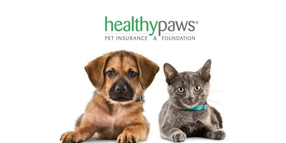 Read more about the article Healthy Paws Pet Insurance Review for 2024: Comprehensive Protection for Your Furry Friends